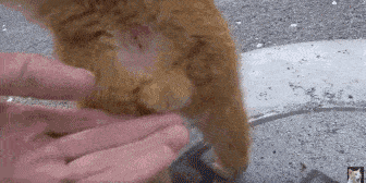 公猫隐睾可以活几年（猫咪隐睾手术最佳时间及预后和护理注意事项）