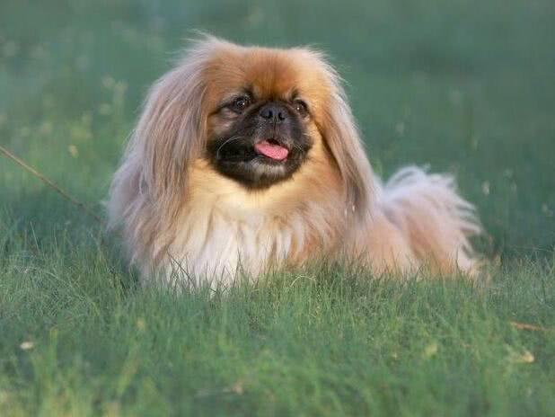 教你鉴别京巴犬的标准方法（如何看京巴犬品相）