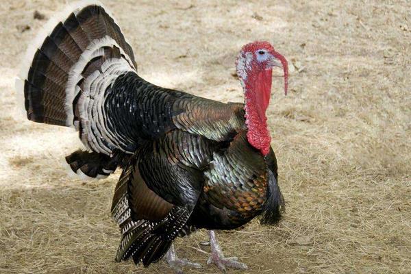 火鸡喜欢吃什么食物（附：火鸡吃什么长得最肥美）