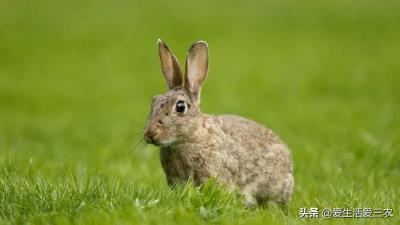 鹧鸪鸡养殖成本（几千元就能养的特种养殖有哪些）