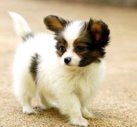 蝴蝶犬喂养方法