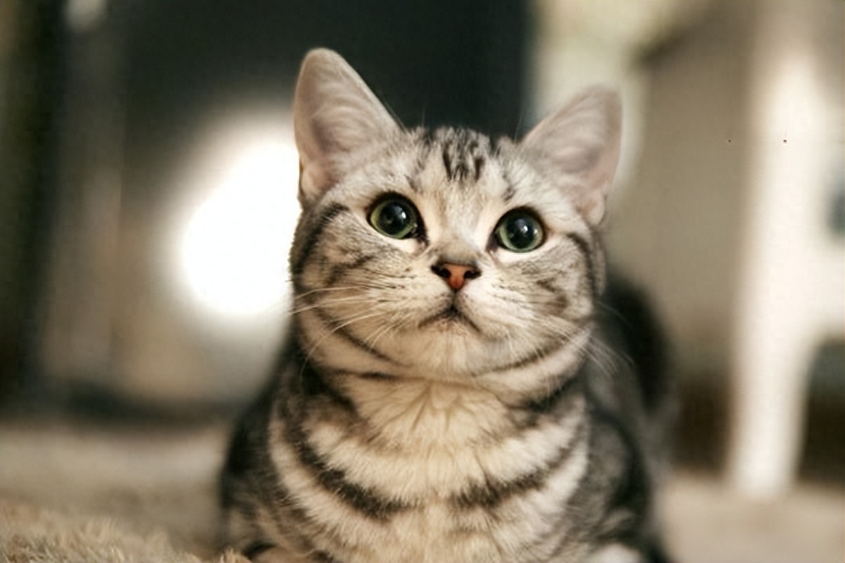 猫咪应激多久才能缓过来（附：要看应激反应的严重程度）