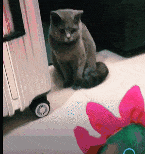 人摸过小猫猫妈妈就不要了吗（盘点和猫咪关系再好也不能做的事）