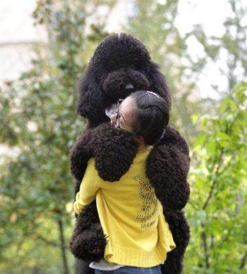 为何养巨型贵宾犬的人这么少（附：巨贵犬图）