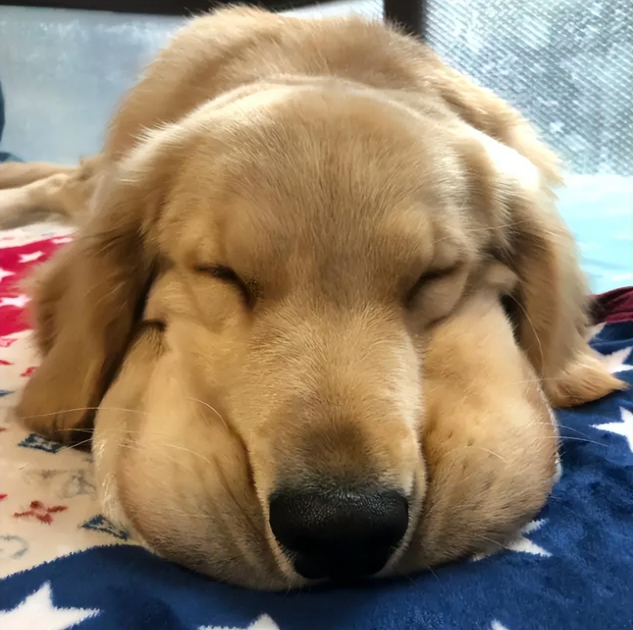 金毛犬的特点及图片（金毛好养吗）