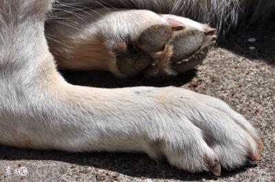 猫咪趾间炎一般多久能好