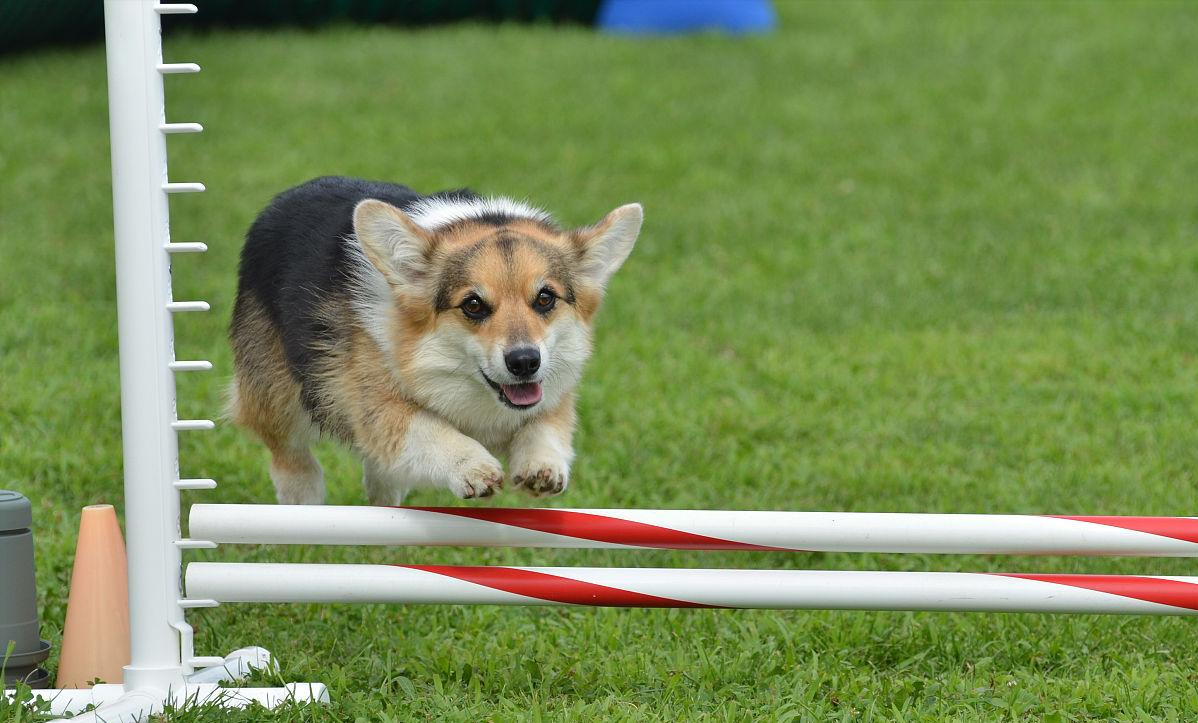 洋气冷门好听的狗名字大全（网上最火的狗的名字大全）
