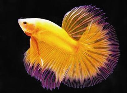 盘点9种适合新手养的鱼（家里适合养什么鱼）