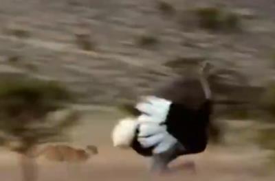 鸵鸟政策是什么政策（扯淡的鸵鸟政策）