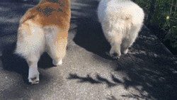 中型犬适合家养的狗及图片