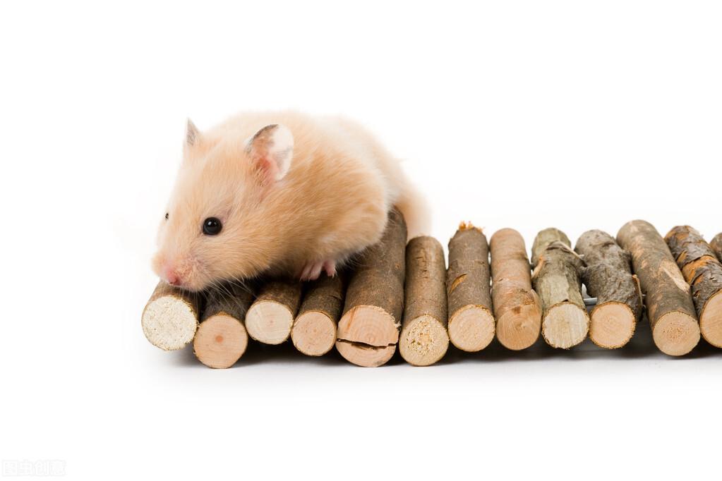 仓鼠拉稀会自愈吗