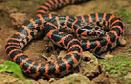 一圈黑色一圈红色的是什么蛇