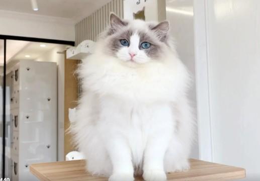 猫咪品种大全及图片和名字价格（详解：英短蓝猫为什么不建议养）