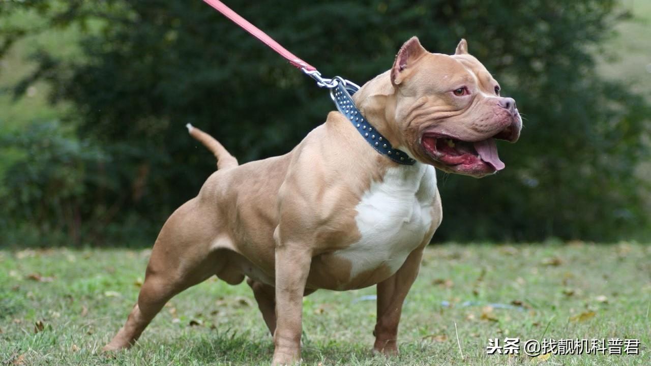 比特犬国内能养吗（附：不敢养比特犬的理由）