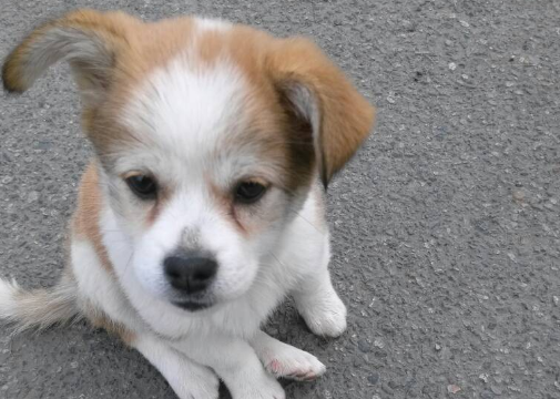 串串狗体质如何