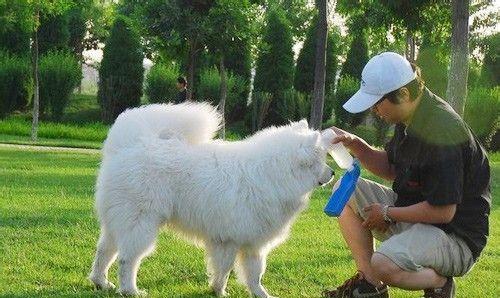 刚出生及一个月大的萨摩耶怎么养（萨摩耶可以穷养吗）