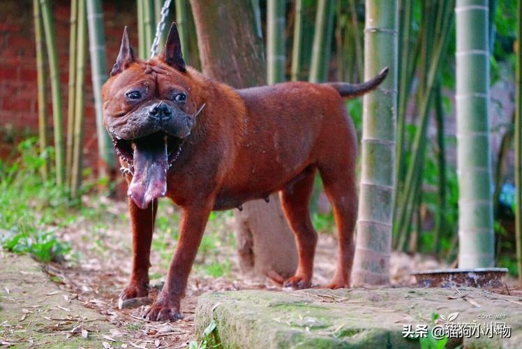 川东猎犬优点和缺点及图片（你知道川东猎犬纯种的标准吗）