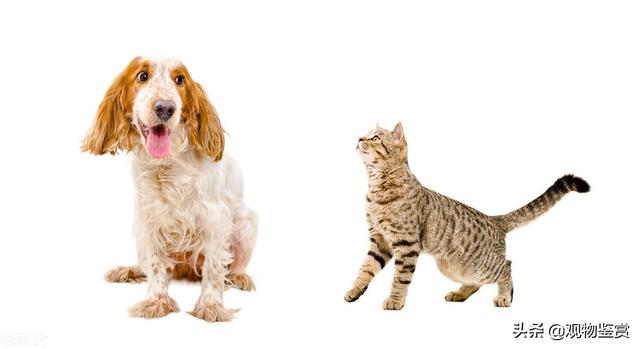 猫科动物和犬科动物的区别在哪里(猫科动物和犬科动物的区别是什么)