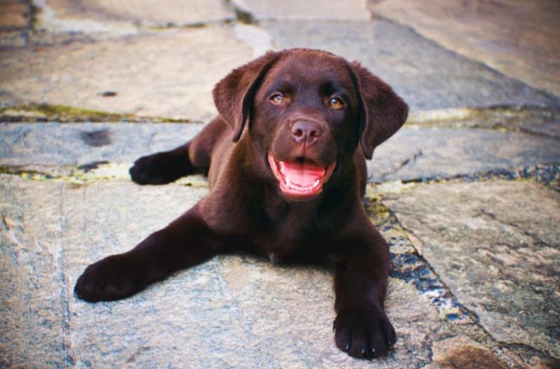 拉布拉多犬图片幼犬（拉布拉多6个品种的图片）