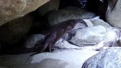 鸟的种类大全及名字拼音(这些动物的名字)