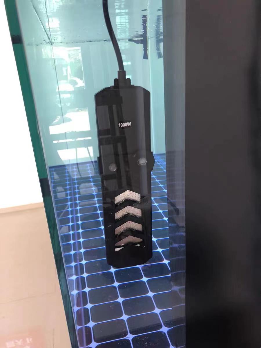 兰寿金鱼难养吗（分享兰寿金鱼饲养方法）