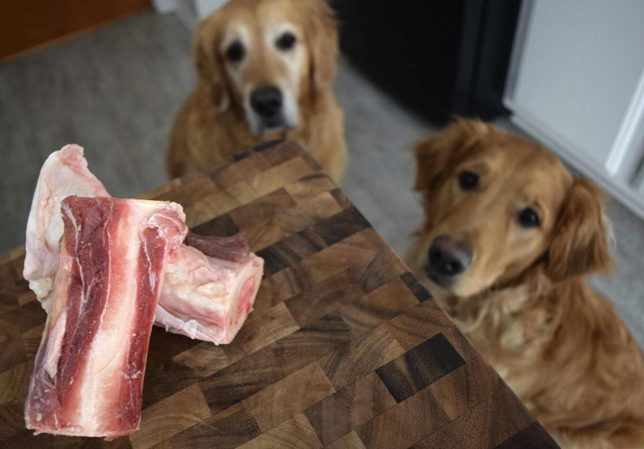 狗狗把带血的卫生巾吃了为什么（ 狗狗吃了人的月经血会怎样）