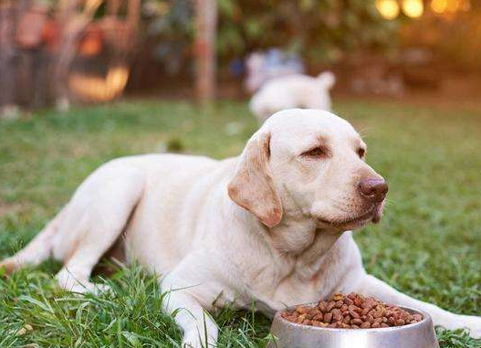 狗狗飞机耳什么意思图片（狗狗一模头耳朵向后贴是开心吗）