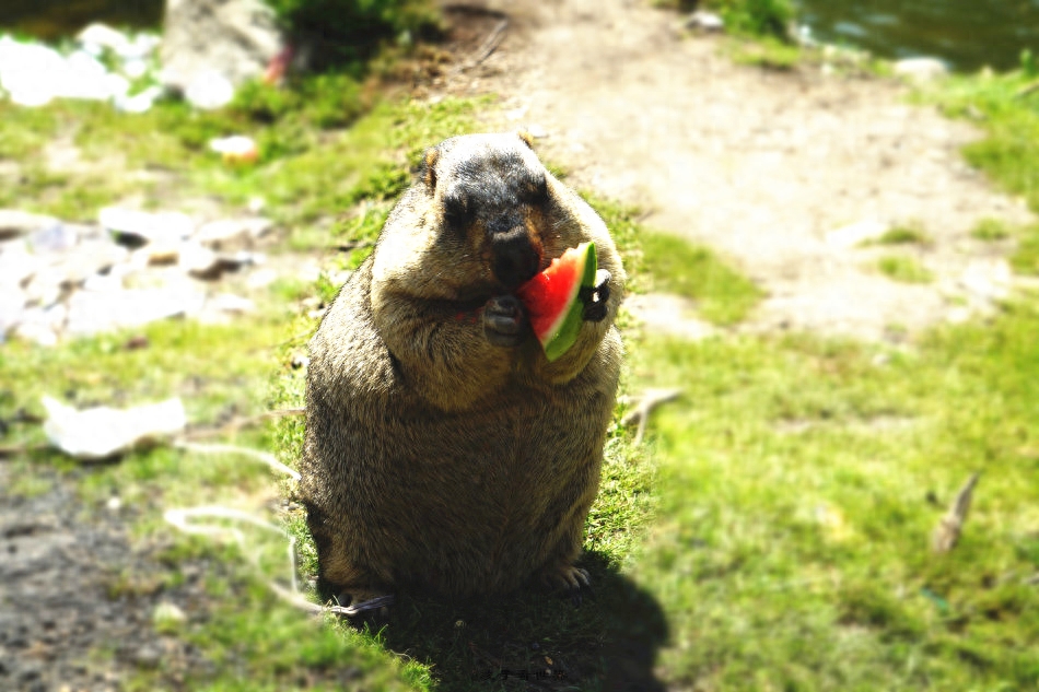 土拨鼠是保护动物吗（附：掏空草场的“大肥鼠”如今已在泛滥）