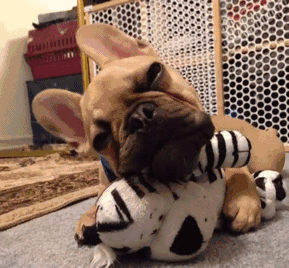 有关养法牛的注意事项（法牛犬好养吗）