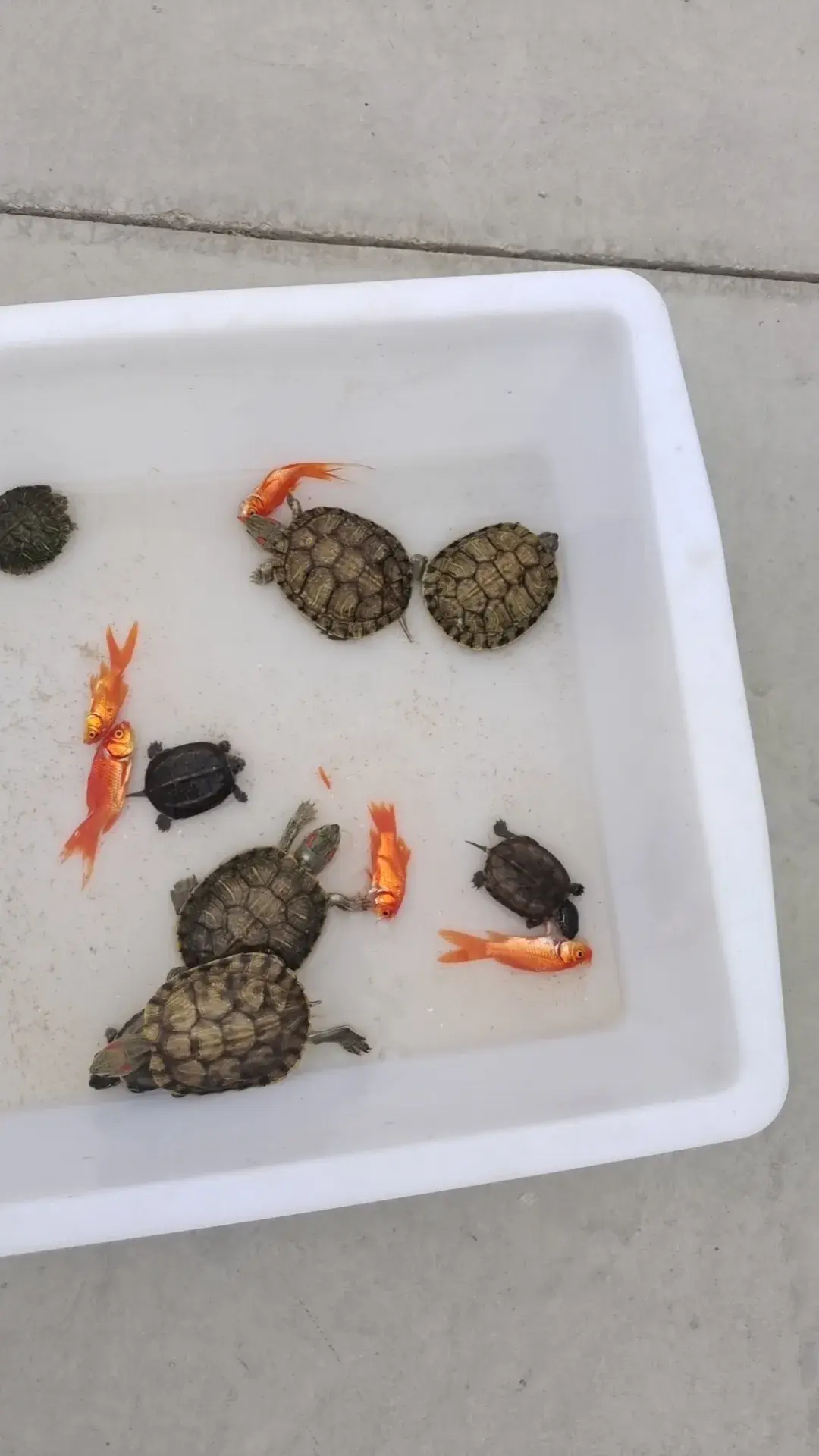 乌龟换壳会变软吗（乌龟脱壳的样子图片）