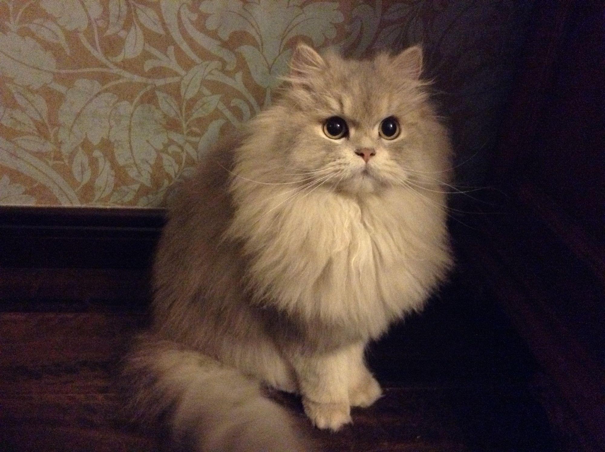 金吉拉猫难养吗（了解不养金吉拉猫的原因）