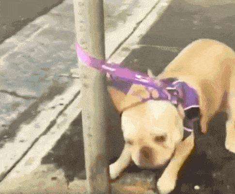 分享法兰西斗牛犬