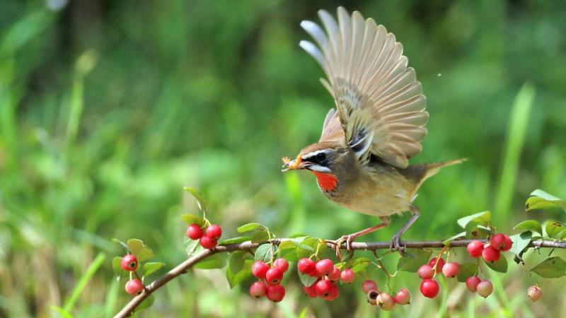 饲养靛鸟该注意哪些（详解：蓝靛鸟的大叫十三口）