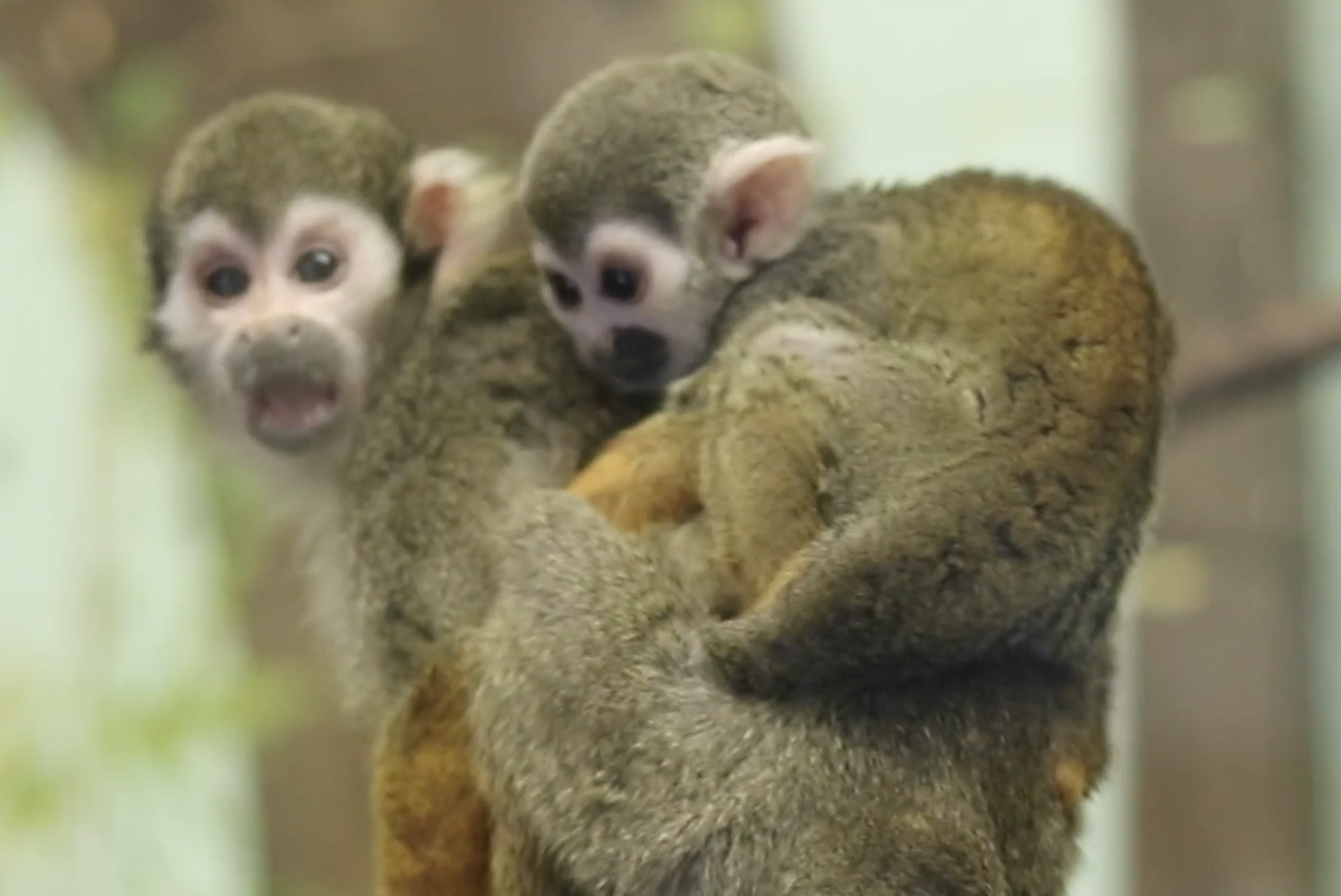 松鼠猴可以私人饲养吗（分享松鼠猴们的生活习性）