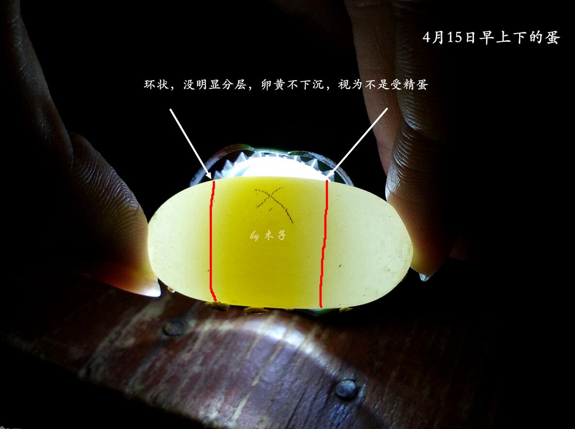 怎么知道乌龟怀孕了（乌龟怀孕后护理方法及注意事项）