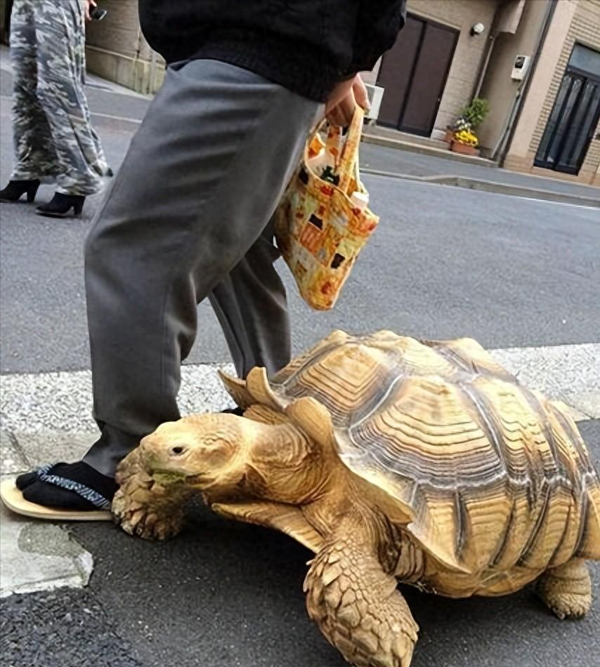 苏卡达陆龟图（12年男子捡到“乌龟”，养了7年发现不对劲）