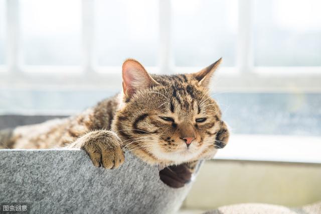 猫咪大便带血得了什么病