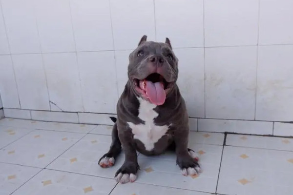 一只高品质的纯恶霸犬多少钱（普通的恶霸犬市场价格是多少)