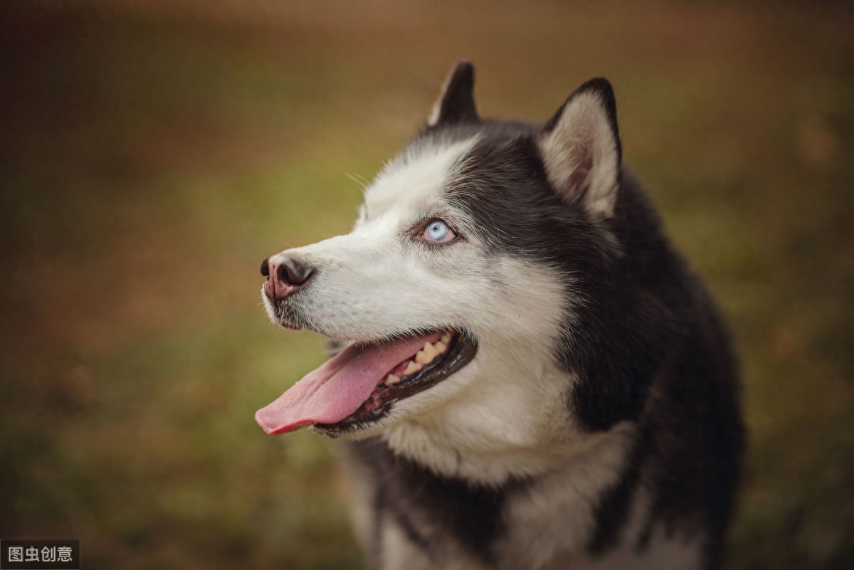 狗狗打嗝是怎么回事（注意：成年狗经常打嗝可能是身体出毛病了）