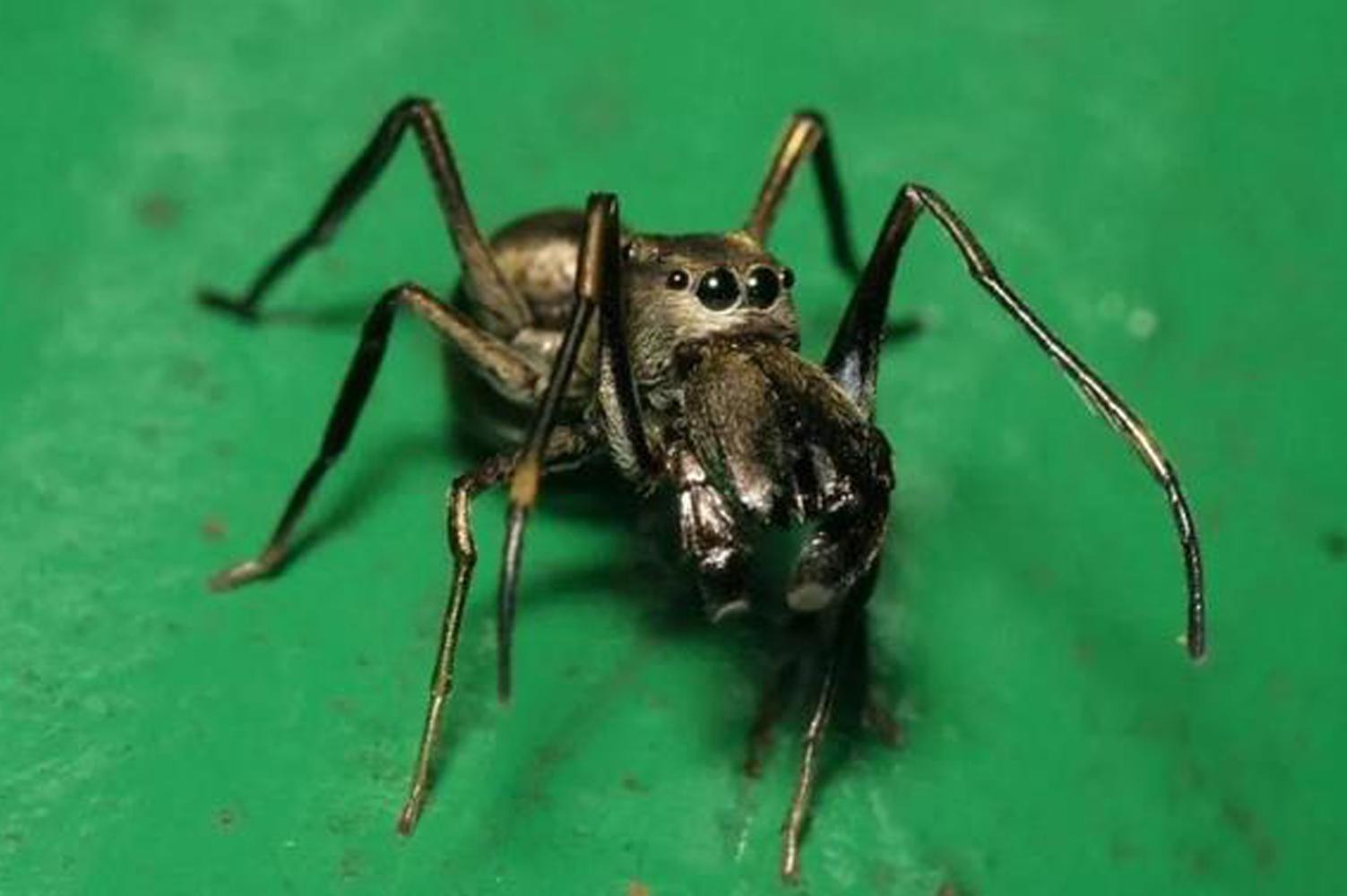 蜘蛛繁殖方式是胎生还是卵生的呢图片（有些蜘蛛是胎生的哺乳动物）