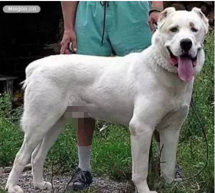 十大常见巨型犬排行（巨型犬品种大全）