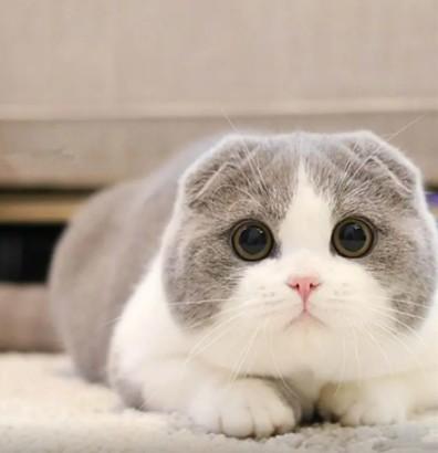 猫咪品种大全及图片和名字价格（详解：英短蓝猫为什么不建议养）