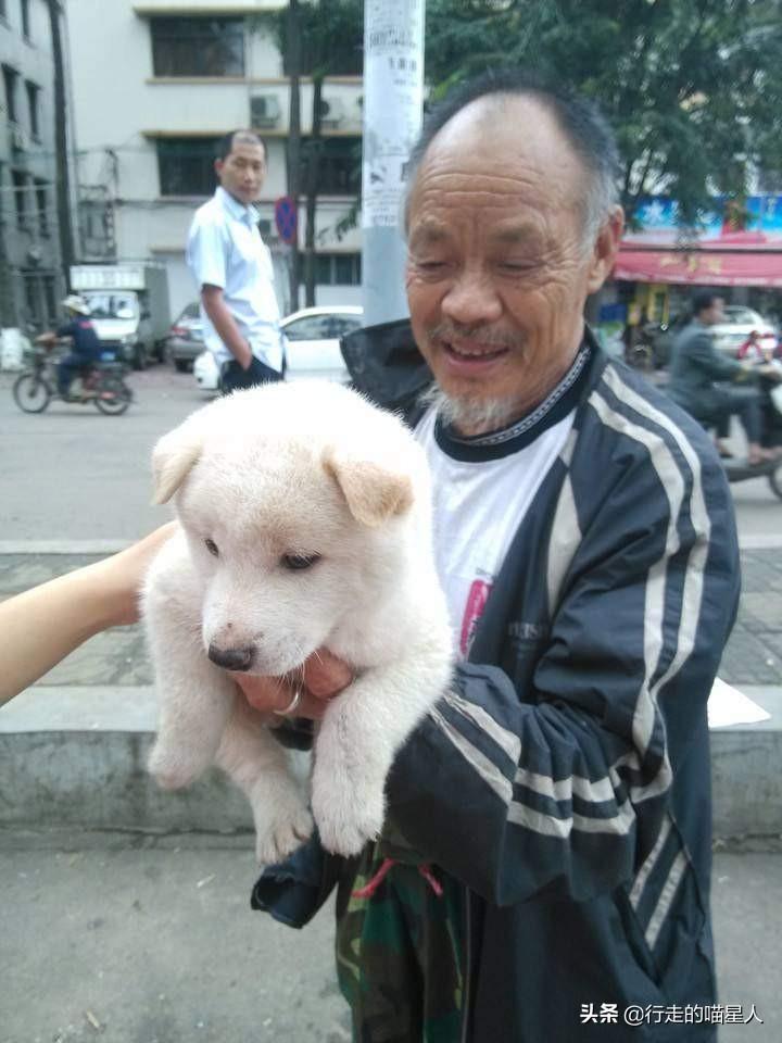 分开多久狗狗最想主人（狗养多久才对人有感情）