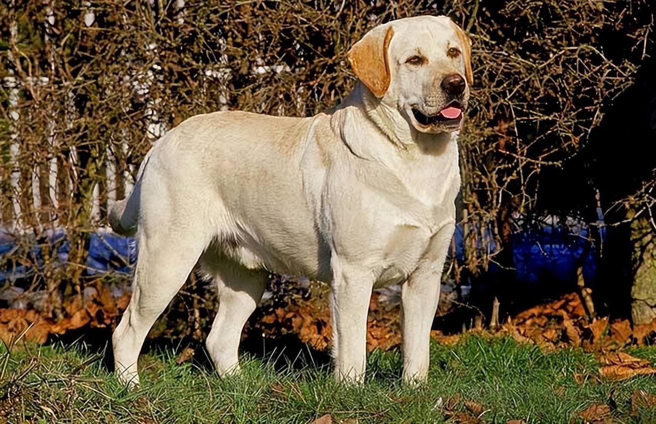 拉布拉多幼犬价格多少钱一只纯黑（教你看拉布拉多纯种不纯种的图片）