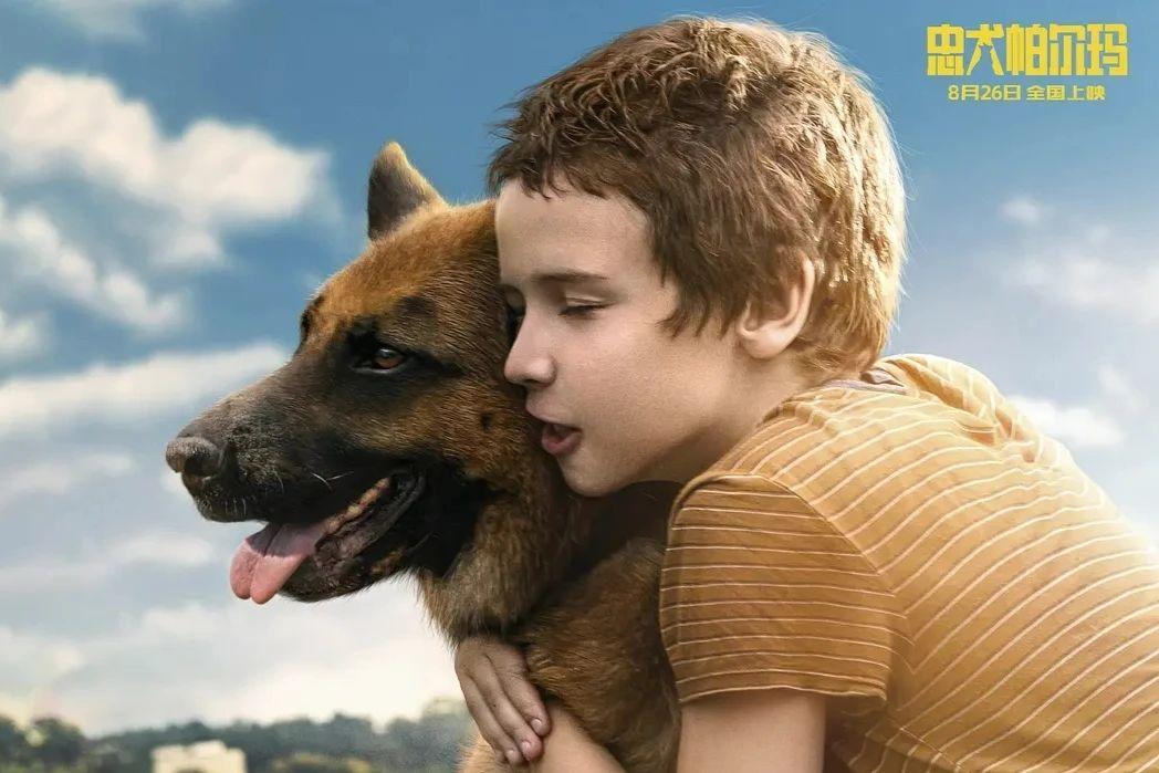 关于狗的电影排行榜前十名中国有哪些（狗狗电影排行榜前十名搞笑）