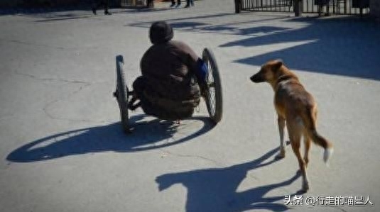 狗狗对主人的记忆有多久（劝诫养狗人：喂狗三天记你三年）