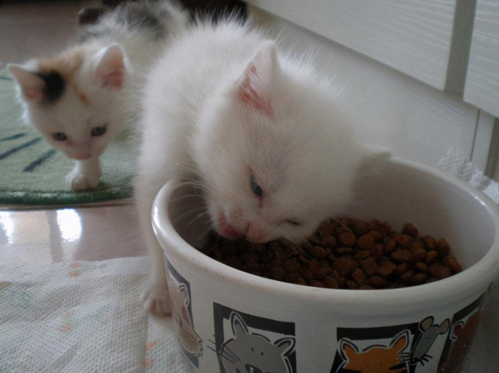 40天的小猫抱走可以养活吗为什么（新手喂养1至2月幼猫喂养方法）