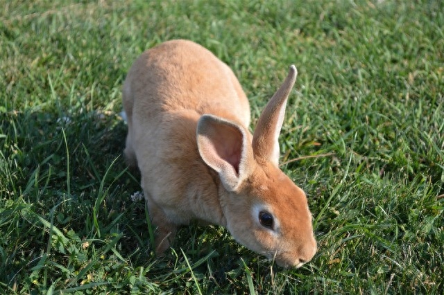 养兔子要注意哪些问题（详解：养殖兔子的人要注意的7个事项）