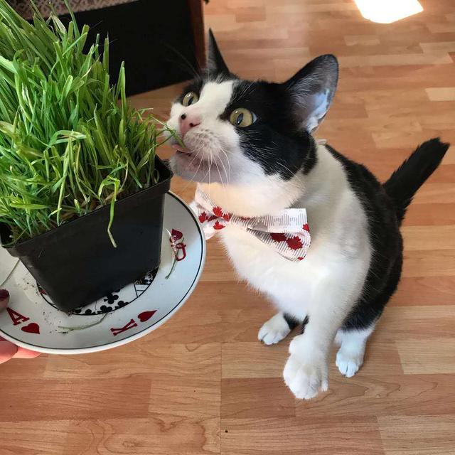 猫草多久吃一次比较好(猫草多久吃一次合适)