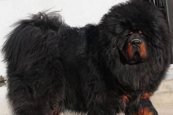 藏獒幼犬要怎么养呢（附：喂养藏獒的注意事项）